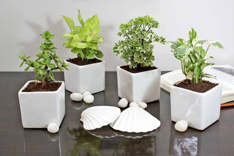 पौधे सही दिशा में लगाने से बदल जाएगा घर का भाग्य