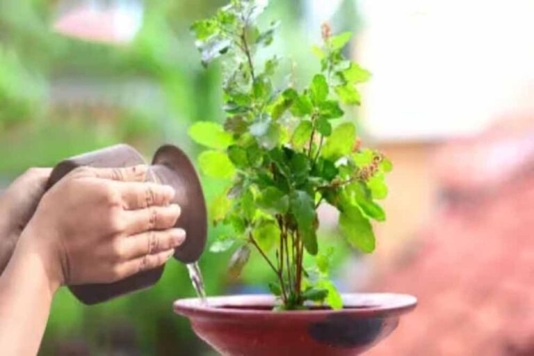 मोक्षदा एकादशी व्रत: तुलसी की ये बातें रखें ध्यान, वरना अधूरा रह जाएगा पुण्य