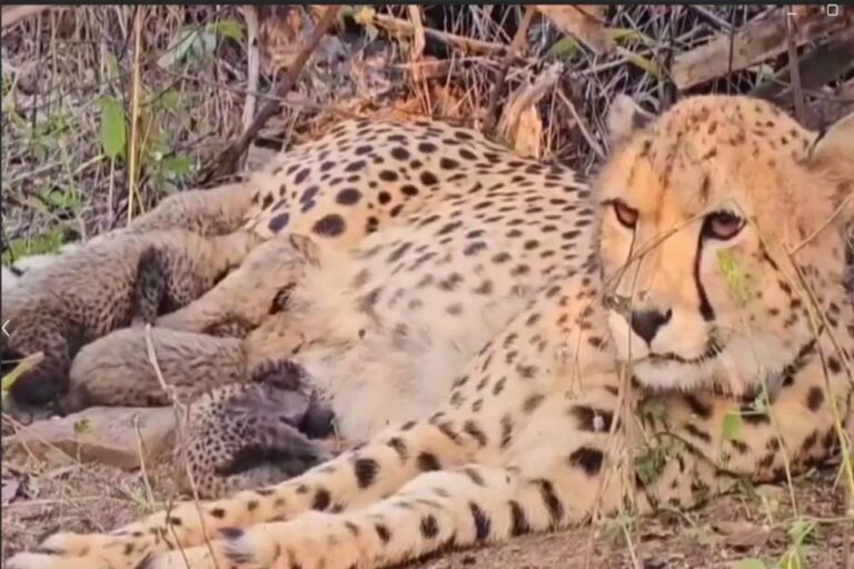 प्रोजेक्ट चीता को मिली सफलता, कूनो के चीता मुखी ने किया सफल प्रजनन प्रोजेक्ट चीता को मिली सफलता, कूनो के चीता मुखी ने किया सफल प्रजनन