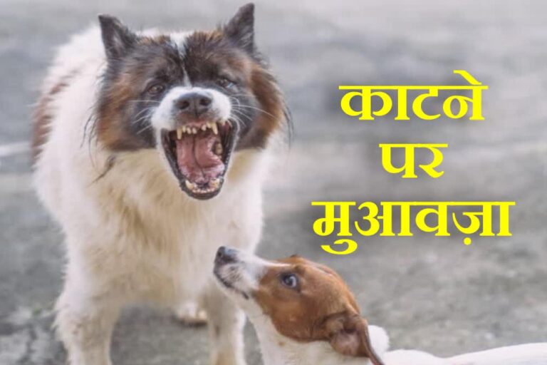 कुत्ते के काटने के मामलों में मुआवजा तय, कर्नाटक सरकार देगी 5 लाख और चोट पर 5 हजार