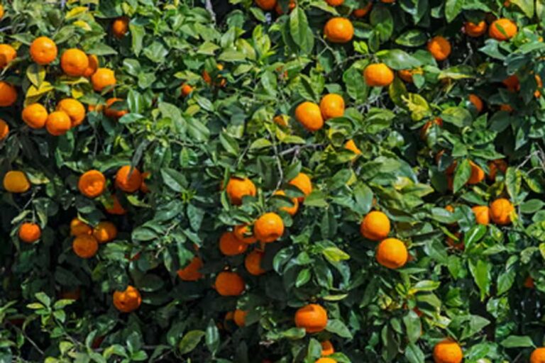 मप्र में नई योजना: 600 महिलाओं को आत्मनिर्भर बनाएगी सरकार, 100% सब्सिडी पर मिलेगा बगीचा लगाने का फंड