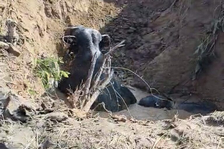 कुएं में गिरे हाथी, 8 घंटे तक फंसे रहे; जेसीबी से बनाई गई सड़क, सभी सुरक्षित बाहर निकाले गए