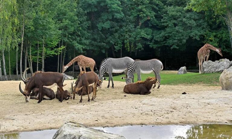 उज्जैन में शेर और जिराफ का सफारी-जूनवां प्रोजेक्ट, सिंहस्थ 2028 से पहले तैयार होगा वनतारा सफारी