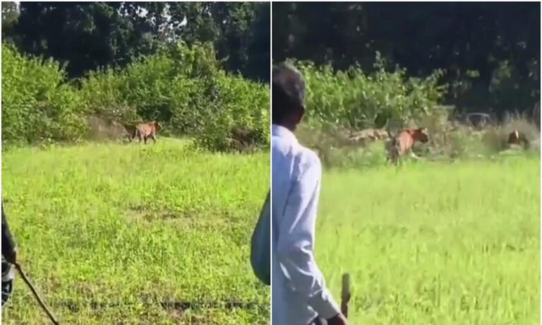 बांधवगढ़ टाइगर रिजर्व के नजदीक उमरिया में दो बाघों ने गांव में मवेशियों को बनाया निशाना बांधवगढ़ टाइगर रिजर्व के नजदीक उमरिया में दो बाघों ने गांव में मवेशियों को बनाया निशाना