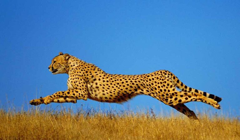 मध्य प्रदेश का कूनो नेशनल पार्क तैयार करता है बड़े अनुभव, 24 चीते और दूसरा फॉरेस्ट रिट्रीट शुरू मध्य प्रदेश का कूनो नेशनल पार्क तैयार करता है बड़े अनुभव, 24 चीते और दूसरा फॉरेस्ट रिट्रीट शुरू