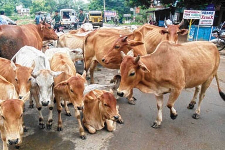 परिवहन विभाग के एसओपी के अनुसार कार्यवाही करने और खुले में पशुओं को नहीं छोड़ने हेतु पशु मालिकों को जागरूक करने कहा परिवहन विभाग के एसओपी के अनुसार कार्यवाही करने और खुले में पशुओं को नहीं छोड़ने हेतु पशु मालिकों को जागरूक करने कहा