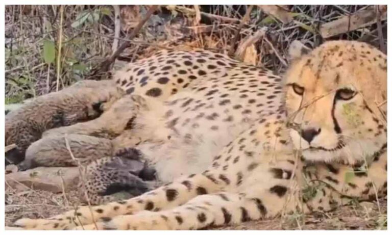 भारत में जन्मी मादा चीता मुखी ने पांच शावकों को जन्म दिया