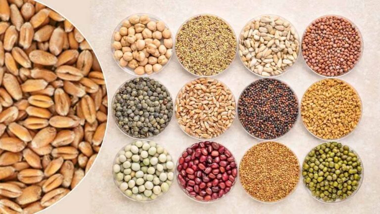 यूपी में रबी की तैयारी पूरी: किसानों के लिए 11 लाख क्विंटल बीज व पर्याप्त खाद उपलब्ध यूपी में रबी की तैयारी पूरी: किसानों के लिए 11 लाख क्विंटल बीज व पर्याप्त खाद उपलब्ध