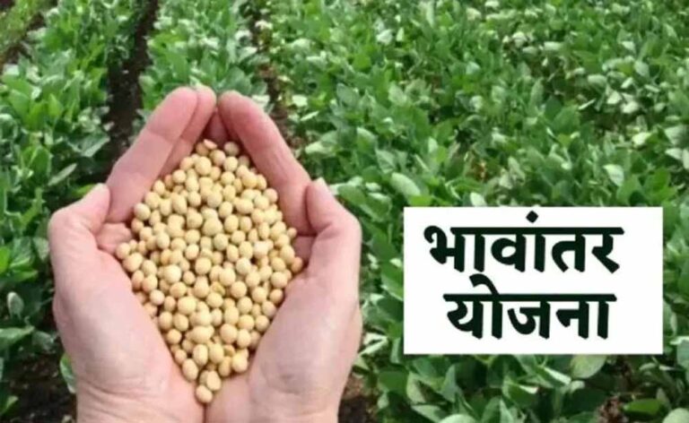 सरकार ने जारी किया सोयाबीन का नया मॉडल रेट 4237 रुपये, भावांतर भुगतान में आएगी तेजी