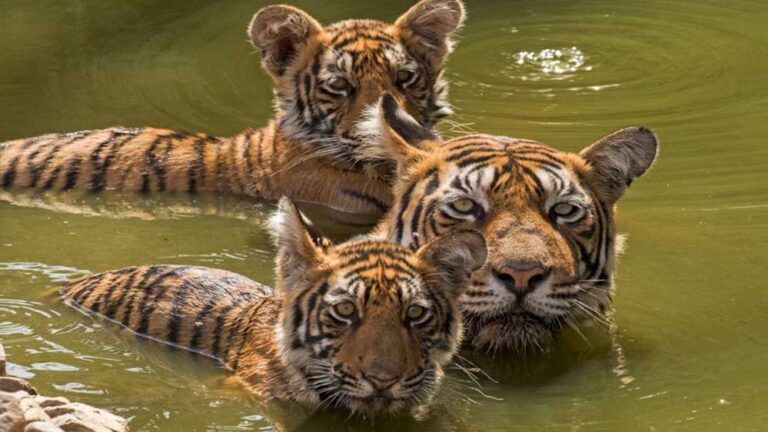 देशभर के जंगलों की होगी समीक्षा, मध्यप्रदेश में टाइगर स्टेट की राह पर All India Tiger Estimation देशभर के जंगलों की होगी समीक्षा, मध्यप्रदेश में टाइगर स्टेट की राह पर All India Tiger Estimation