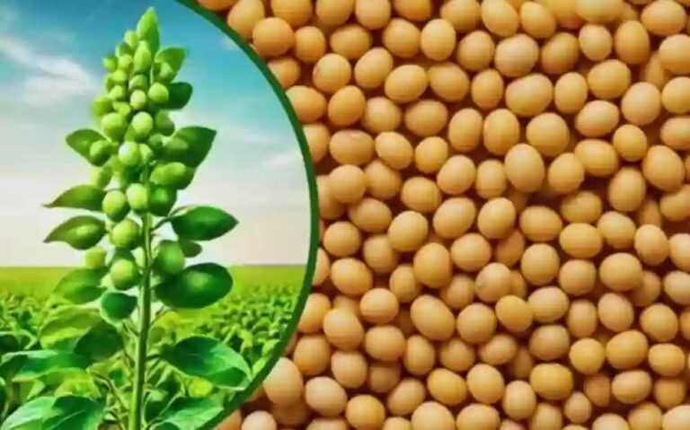 सोयाबीन का मॉडल रेट 4282 रुपये: भावांतर योजना में किसानों को बड़ी राहत सोयाबीन का मॉडल रेट 4282 रुपये: भावांतर योजना में किसानों को बड़ी राहत