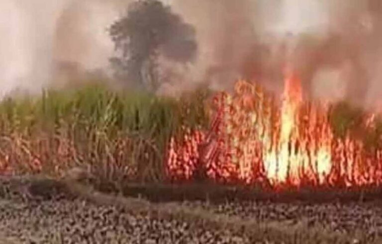 खेत में लगी भयंकर आग से 7 एकड़ गन्ना नष्ट, किसान-ग्रामीण मिलकर कर रहे बुझाने की कोशिश
