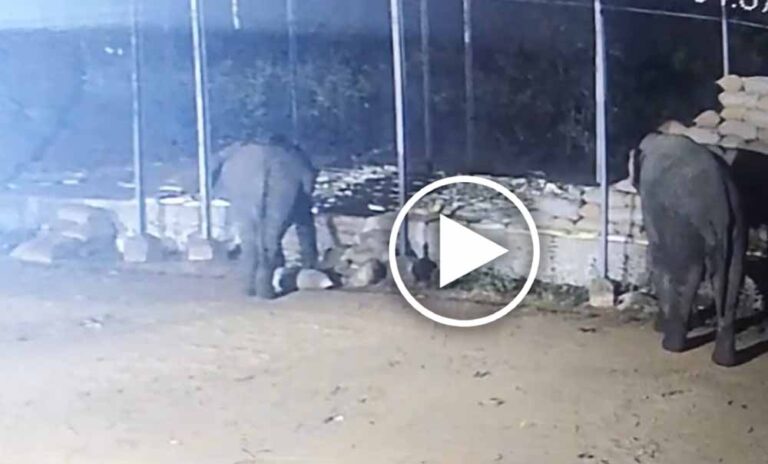 हाथियों ने मचाया तांडव: धान खरीदी केंद्र से रात में 15 बोरी धान बरबाद