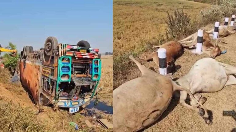 गायों से लदा कंटेनर पलटा, 50 से अधिक मवेशियों की मौत, ग्रामीणों ने जताया रोष