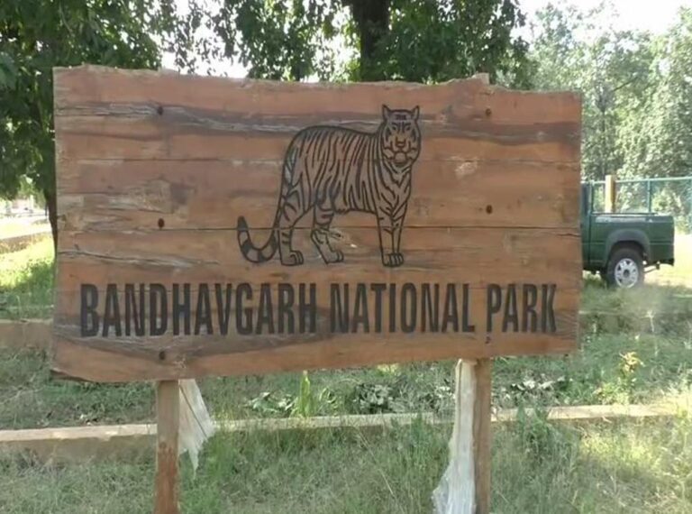 नेशनल पार्क की खास पेशकश: बांधवगढ़ में सीमित समय के लिए फ्री सफारी
