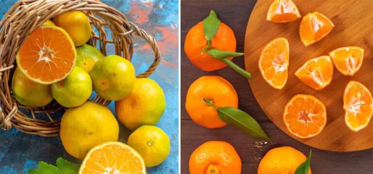 संतरा vs किन्नू: विंटर सीज़न का हेल्थ चैंपियन कौन? पूरी गाइड अंदर