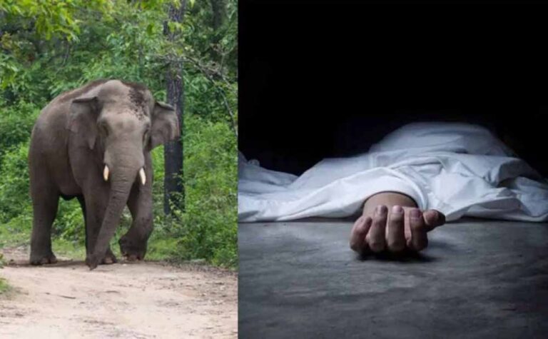 ग्राम में दहशत: हाथी ने 80 वर्षीय महिला को कुचला, बेटी भी घायल ग्राम में दहशत: हाथी ने 80 वर्षीय महिला को कुचला, बेटी भी घायल