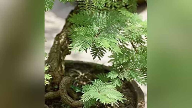 Vastu Shastra: शमी का पौधा कहां लगाएं? जीवन में आएगी खुशहाली और धनलाभ