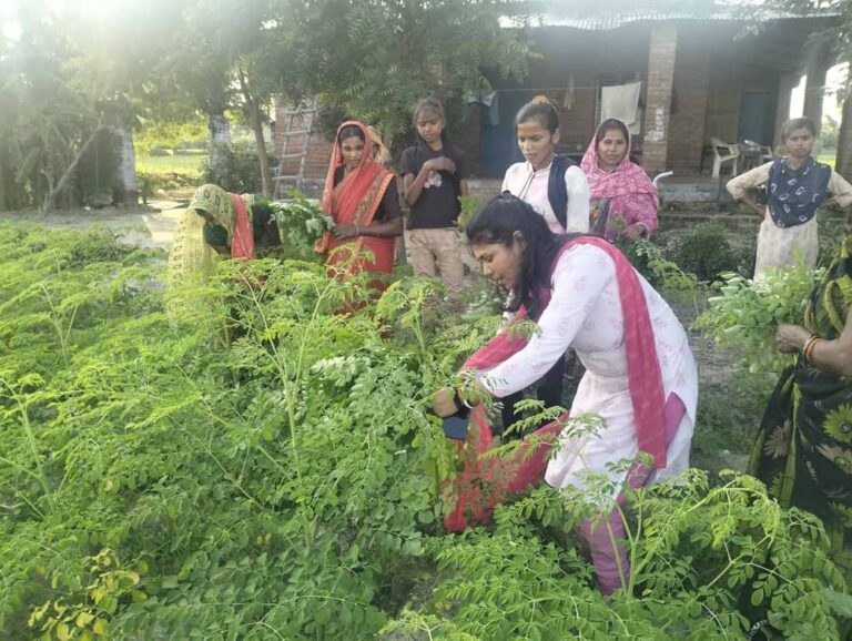 लखनऊ, अयोध्या, बाराबंकी, सुल्तानपुर, सीतापुर की एक हजार से अधिक महिलाएं मोरिंगा के जरिए बन रहीं आत्मनिर्भर