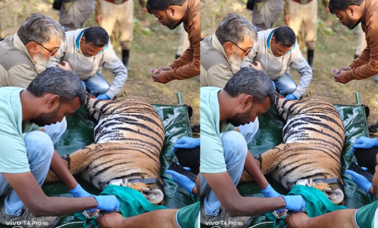वन्यजीव संरक्षण में बड़ी उपलब्धि: मध्यप्रदेश से राजस्थान तक बाघिन का सुरक्षित स्थानांतरण