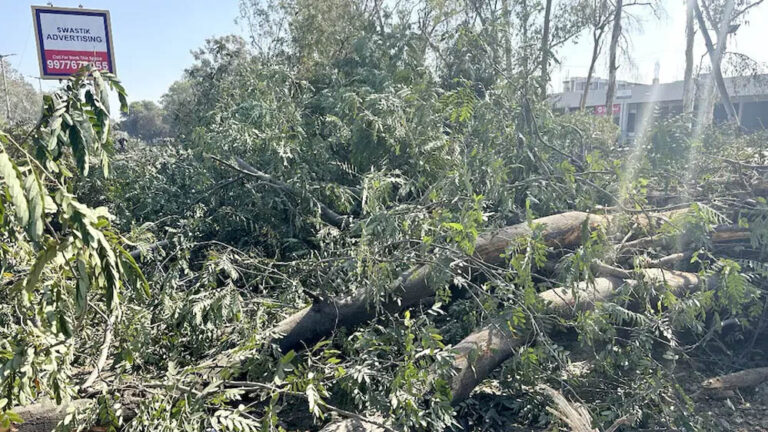 NGT ने लगाया ब्रेक: भोपाल अयोध्या बायपास पर अब नहीं कटेंगे पेड़ NGT ने लगाया ब्रेक: भोपाल अयोध्या बायपास पर अब नहीं कटेंगे पेड़