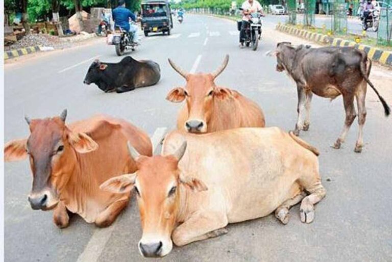 घुमंतू पशुओं पर सख्ती: हादसे रोकने को नगर निगम का बड़ा एक्शन, मालिकों पर होगी FIR