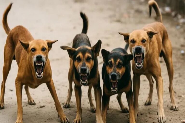 दिन में दो बार चिकन राइस: कर्नाटक में स्ट्रीट डॉग्स के लिए नया फीडिंग प्लान