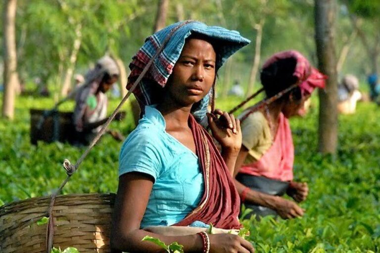 चाय बागानों में महिला कामगारों के कल्याण को लेकर सरकार गंभीर, मांडविया का खुलासा