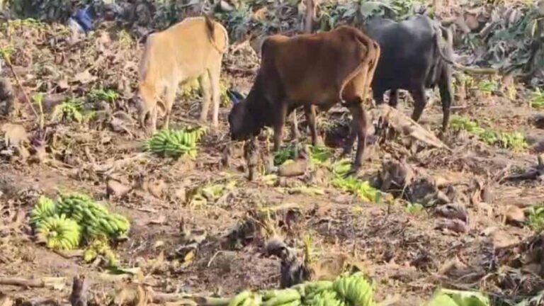 किसानों की मजबूरी: बाजार में कीमत धड़ाम, खेत में गाएं खा रही केले की फसल किसानों की मजबूरी: बाजार में कीमत धड़ाम, खेत में गाएं खा रही केले की फसल