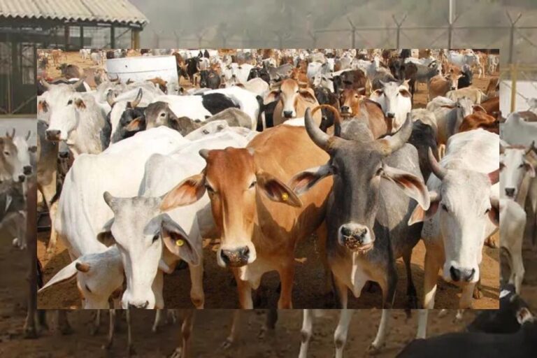 विकसित भारत का कृषि मॉडल: गौ-आधारित प्राकृतिक खेती से स्वस्थ जीवन की ओर विकसित भारत का कृषि मॉडल: गौ-आधारित प्राकृतिक खेती से स्वस्थ जीवन की ओर