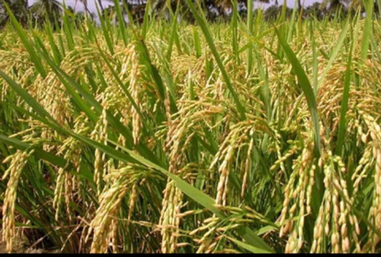 अमेरिका से अरब तक महक रही बासमती: कैसे भारत ने जीता ग्लोबल राइस मार्केट