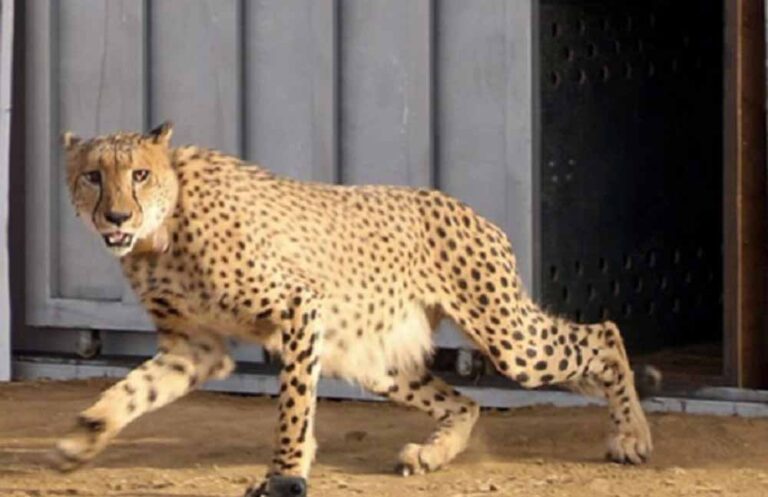 मध्य प्रदेश कैबिनेट: आठ चीते 26 जनवरी को बोत्सवाना से मध्य प्रदेश पहुंचेंगे, सरकार ने दी जानकारी मध्य प्रदेश कैबिनेट: आठ चीते 26 जनवरी को बोत्सवाना से मध्य प्रदेश पहुंचेंगे, सरकार ने दी जानकारी