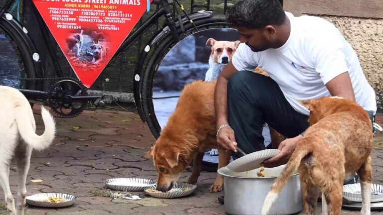 इंदौर में डॉग फीडिंग के नियमों में बदलाव, निगम ने 172 फूड प्वाइंट्स तय कर सख्त गाइडलाइन जारी की