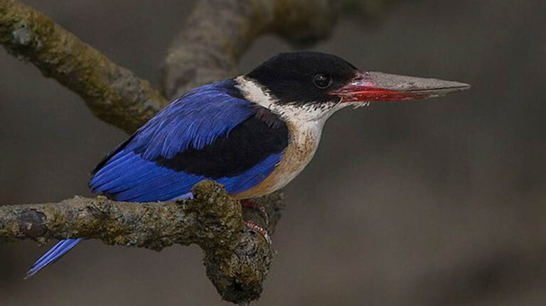 रायपुर: बारनवापारा अभयारण्य में मिला दुर्लभ ब्लैक-कैप्ड किंगफिशर, छत्तीसगढ़ का दूसरा रिकॉर्ड