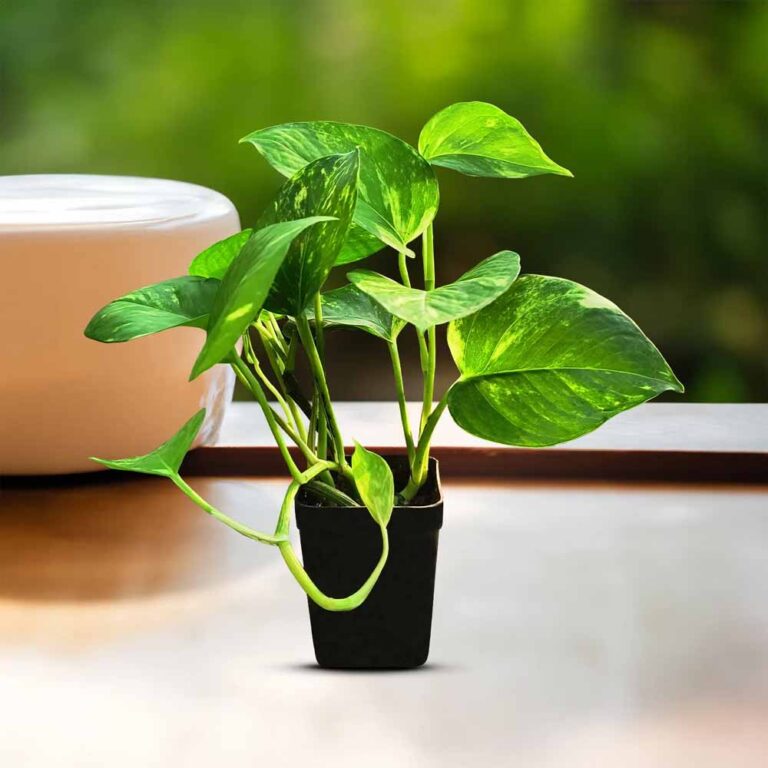 वास्तु के अनुसार यहां लगाएं मनी प्लांट, कुछ ही दिनों में दिखेगा चमत्कारी असर वास्तु के अनुसार यहां लगाएं मनी प्लांट, कुछ ही दिनों में दिखेगा चमत्कारी असर