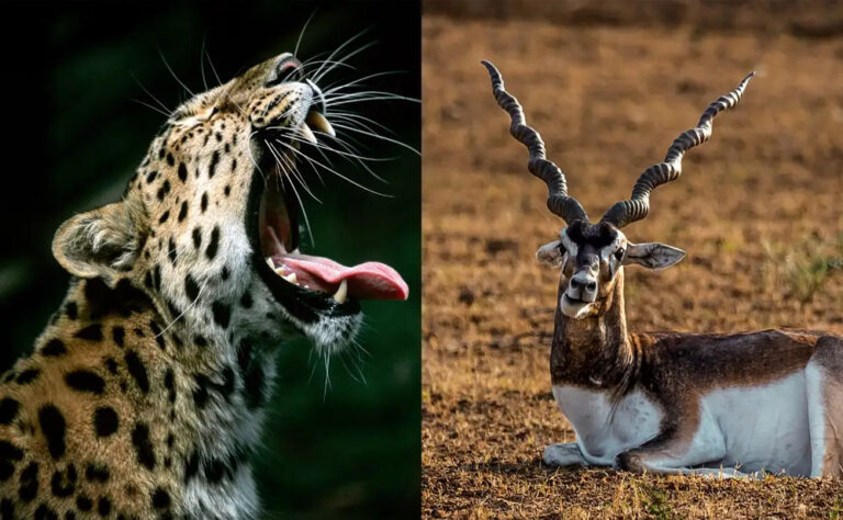नौरादेही अभ्यारण्य में अफ्रीकी चीते के लिए काले हिरणों की खास डिश, शिकार की तैयारी शुरू