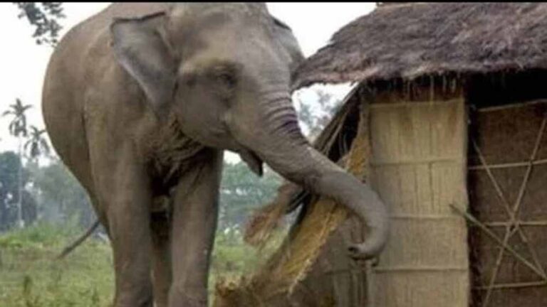 खाड़ा गांव में हाथियों का कहर: घर ध्वस्त, दो गायों की मौत खाड़ा गांव में हाथियों का कहर: घर ध्वस्त, दो गायों की मौत