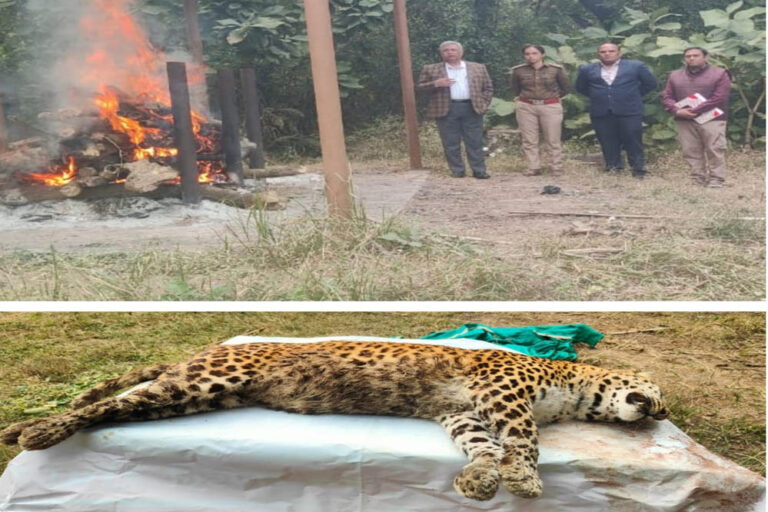 मुकुंदपुर टाइगर सफारी प्रबंधन पर उठे सवाल, मादा तेंदुआ की मौत से मचा हड़कंप