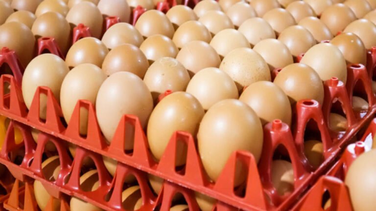 भारत में पोल्ट्री फीड की कीमतें ऊंची, लेकिन अंडा दुनिया में सबसे सस्ता, ब्राजील-अमेरिका के रेट का फर्क जानें