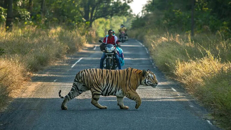625 KM लंबा ‘टाइगर टूरिज्म कॉरिडोर’ बनेगा MP में, पेंच, कान्हा, बांधवगढ़ और पन्ना को जोड़ने वाली सड़कें