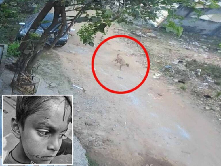 बिलासपुर में PM श्री स्कूल के अंदर कुत्ते ने छात्र-टीचर को नोचा