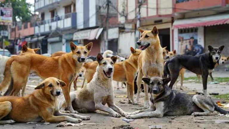 आवारा कुत्तों पर टिप्पणी पड़ी भारी, सुप्रीम कोर्ट ने शर्मिला टैगोर को दिखाई जमीनी सच्चाई