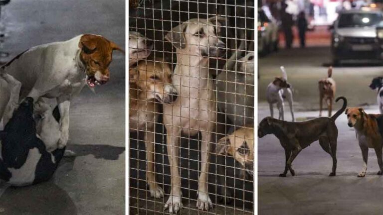 पत्थर मारकर कुत्ते को बनाया गया हिंसक! सुप्रीम कोर्ट में पीड़िता ने रखा सच