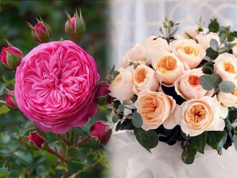 राजधानी में खिलेगा गुलाबों का संसार, 9–11 जनवरी तक महकेंगे फूलों के राजा राजधानी में खिलेगा गुलाबों का संसार, 9–11 जनवरी तक महकेंगे फूलों के राजा