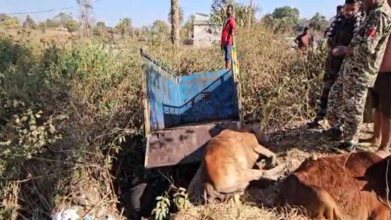 गौवंश तस्करी करते तस्कर फरार, पुलिस की घेराबंदी में पलटा वाहन, तीन गायों की जान गई