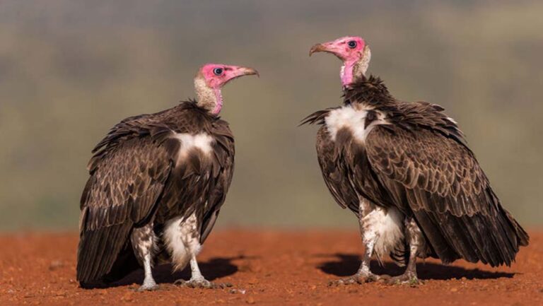 गिद्ध संरक्षण के लिए नई पहल: MP में एप के जरिए होगी 7 प्रजातियों की मॉनिटरिंग