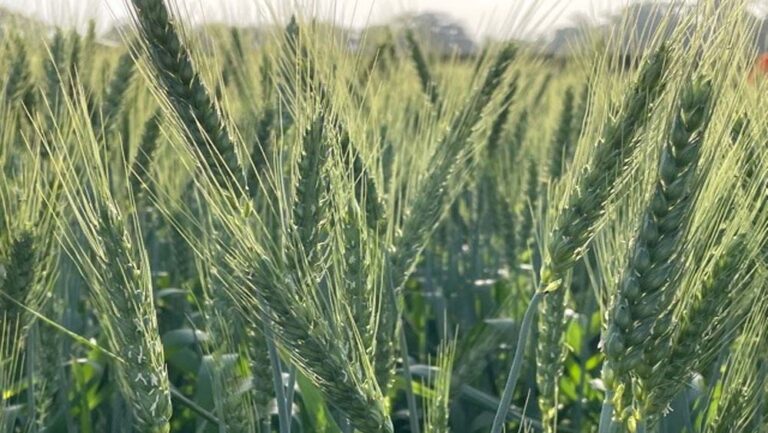 तापमान में उछाल का असर, गेहूं की पैदावार पर संकट के बादल तापमान में उछाल का असर, गेहूं की पैदावार पर संकट के बादल