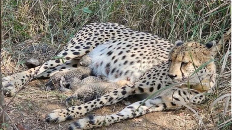कूनो ने फिर सुनी किलकारी, गामिनी के 3 नए शावक से चीतों का परिवार हुआ बड़ा कूनो ने फिर सुनी किलकारी, गामिनी के 3 नए शावक से चीतों का परिवार हुआ बड़ा