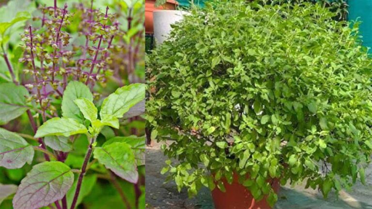 घर के आंगन में तुलसी कब लगाएं? खाली तिजोरी भरने का अचूक उपाय