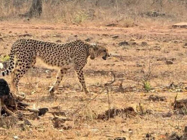 मध्य प्रदेश में फिर बढ़ेगी चीतों की संख्या: बोत्सवाना से आठ चीते लाने की तैयारी मध्य प्रदेश में फिर बढ़ेगी चीतों की संख्या: बोत्सवाना से आठ चीते लाने की तैयारी